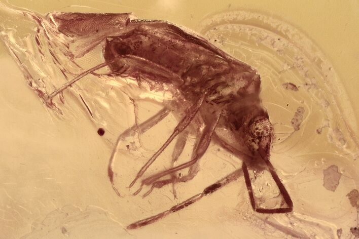 Detailed Fossil Adult True Bug (Heteroptera) In Baltic Amber #300722